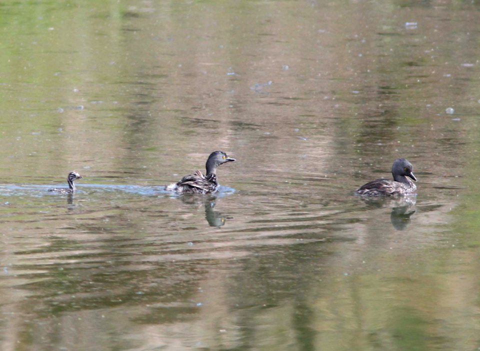 GREBE, LEAST (9-1-11) pena blanca lake, scc, az -15