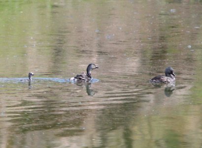 GREBE, LEAST (9-1-11) pena blanca lake, scc, az -15