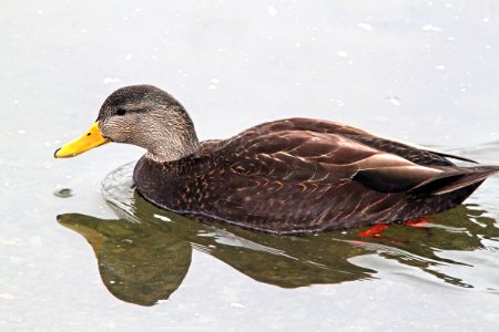 028 - AMERICAN BLACK DUCK (2-19-11) Quidi Vidi Lake, St John's, Newfoundland