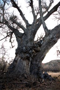 COTTONWOOD (1-29-12) sonoita creek, scc, az -04