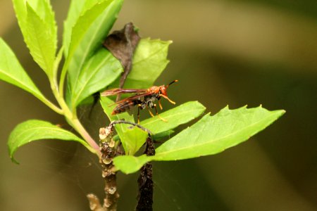 insecto naranjo