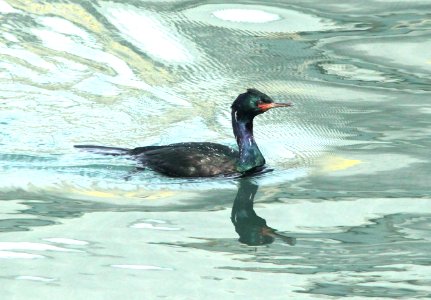 173 - PELAGIC CORMORANT (1-9-10) morro bay, sloco, ca (4)