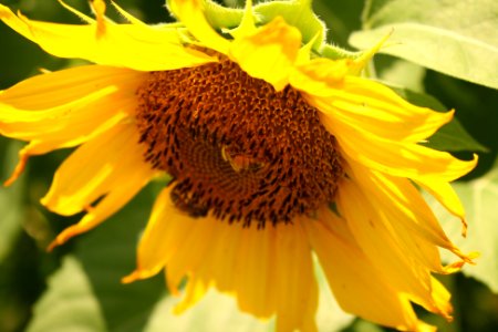 So much pollen!