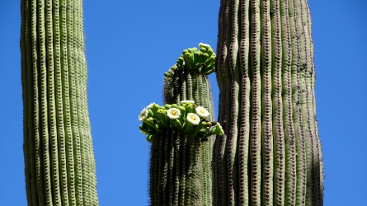 2018.05.19 Catalina State Park