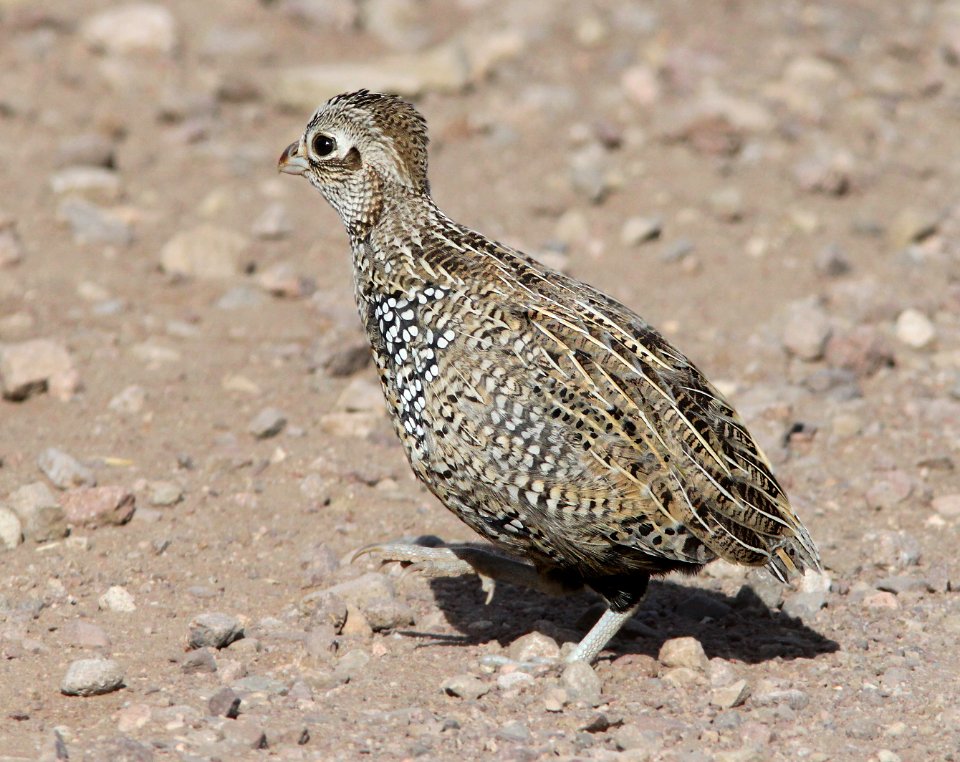 QUAIL, MONTEZUMA (10-19-12) parker cyn one mile from mexican border, scc, az -06 imm male