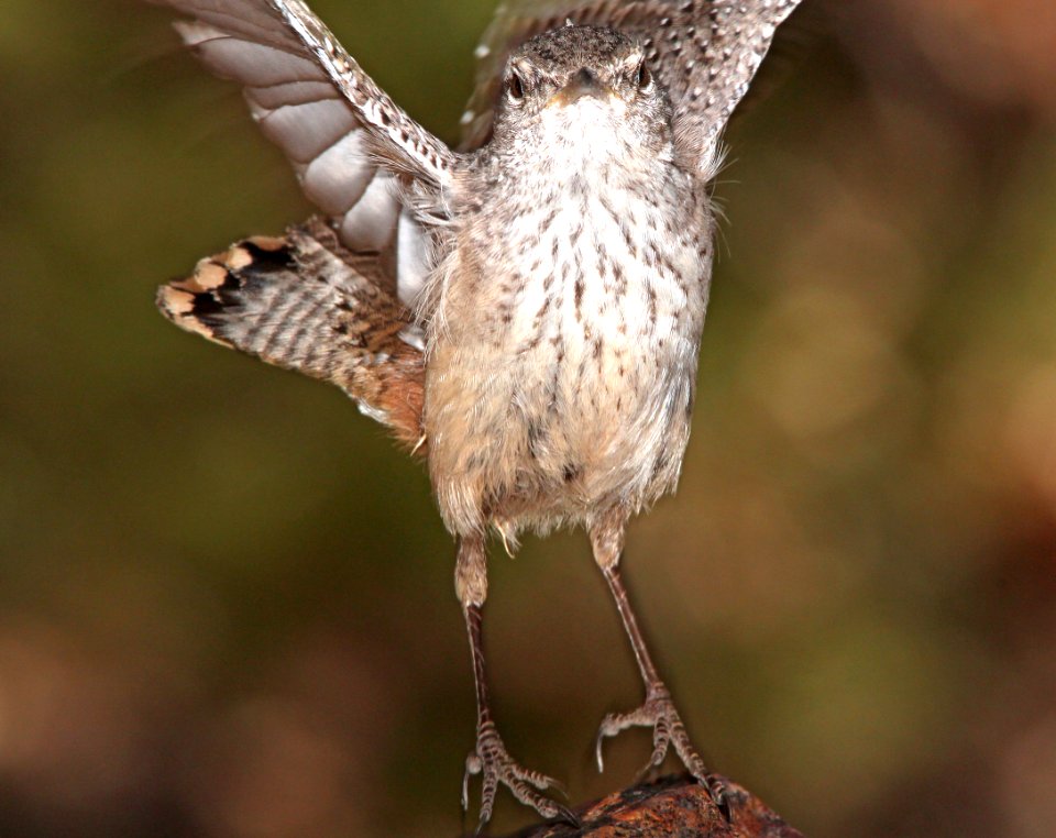 690 - ROCK WREN (4-30-13) humboldt cyn, patagonia mts,  scc, az (1)
