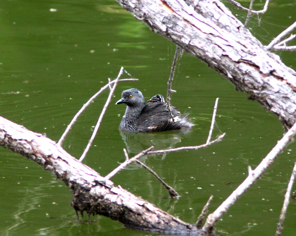 GREBE, LEAST (9-21-11) pena blanca lake, scc, az -02