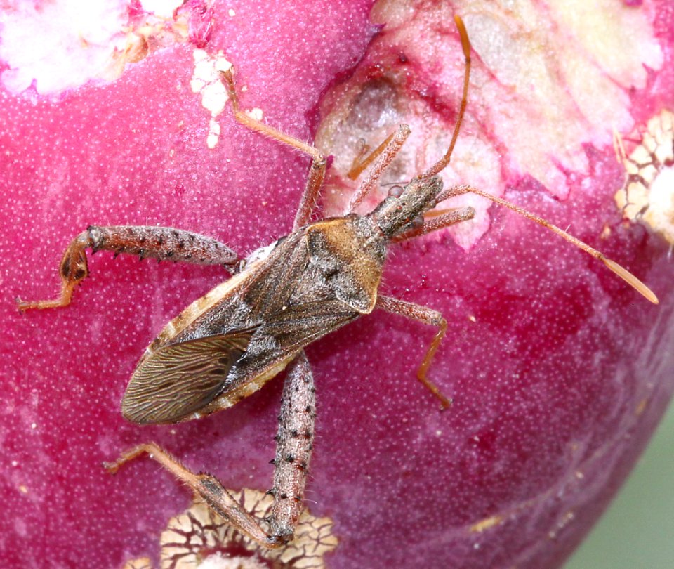 BUG, sp (8-9-11) chino cyn, scc, az -01a