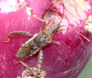 BUG, sp (8-9-11) chino cyn, scc, az -01a