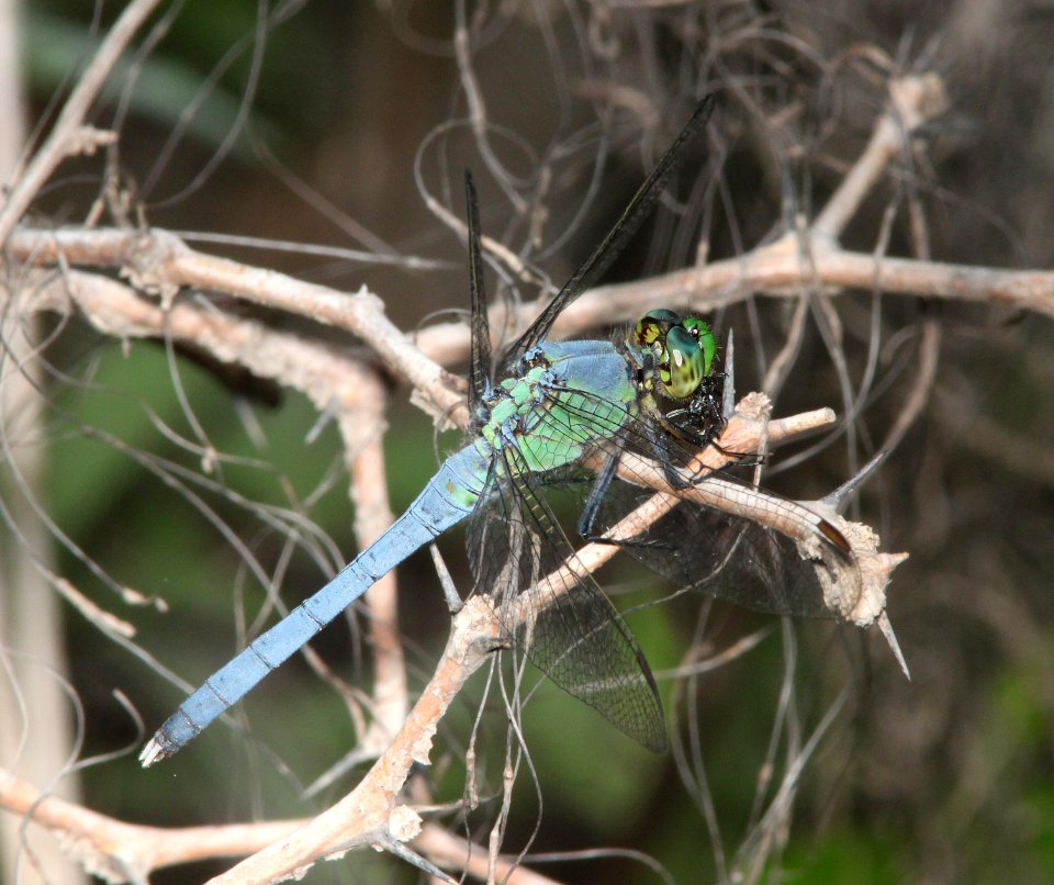 PONDHAWK, EASTERN (Erythemis simplicicollis) (3-5-12) sabal palm sanctuary, near brownsville, tx -02