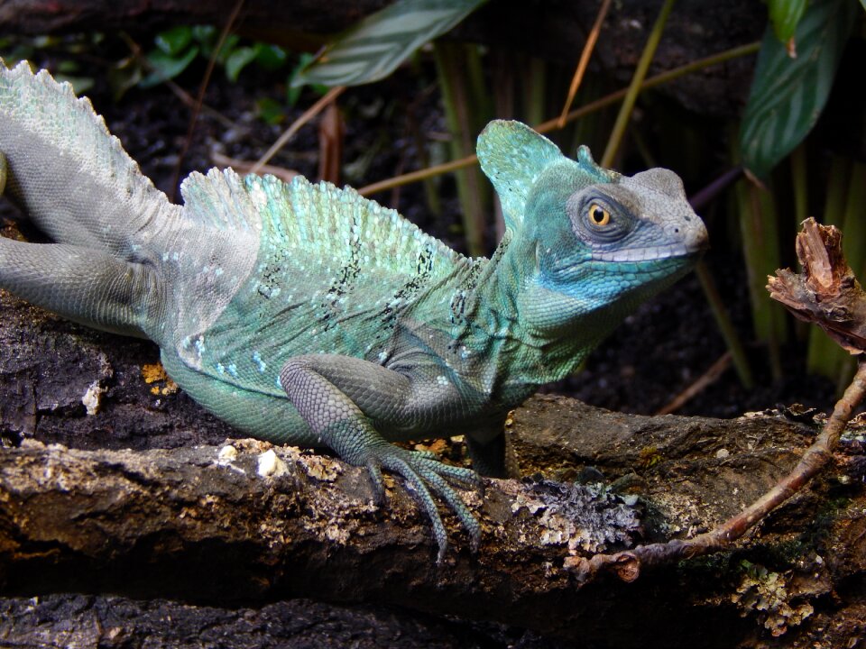 Colors lizard reptile