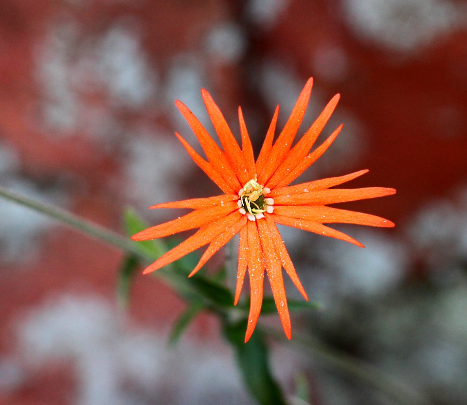 MEXICAN PINK (Silene laciniata) (9-4-11) upper humbolt cyn, scc, az -01b