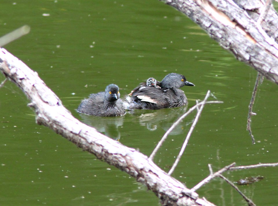 GREBE, LEAST (9-21-11) pena blanca lake, scc, az -01