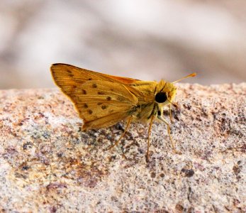 SKIPPER, FIERY (Hylephilia phyleus) (10-1-11) patagonia post office, scc, az -01