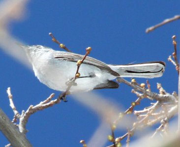 GNATCATCHER, BLACK-CAPPED (3-23-12) patagonia lake east end, scc, az -03