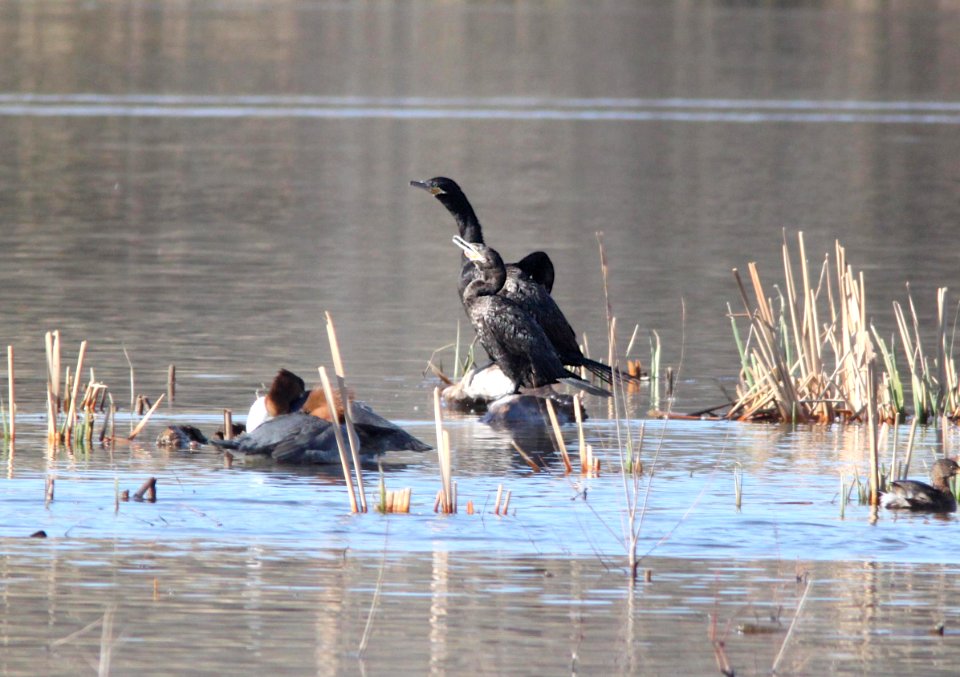CORMORANT, NEOTROPIC (2-19-12) patagonia lake, scc, az -01