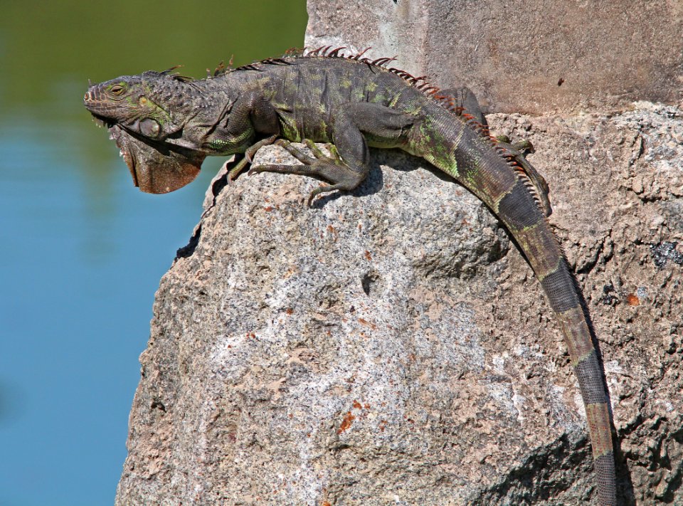COMMON GREEN IGUANA (Iguana iguana)(3-8-13) key west, monroe co, fl - (4)