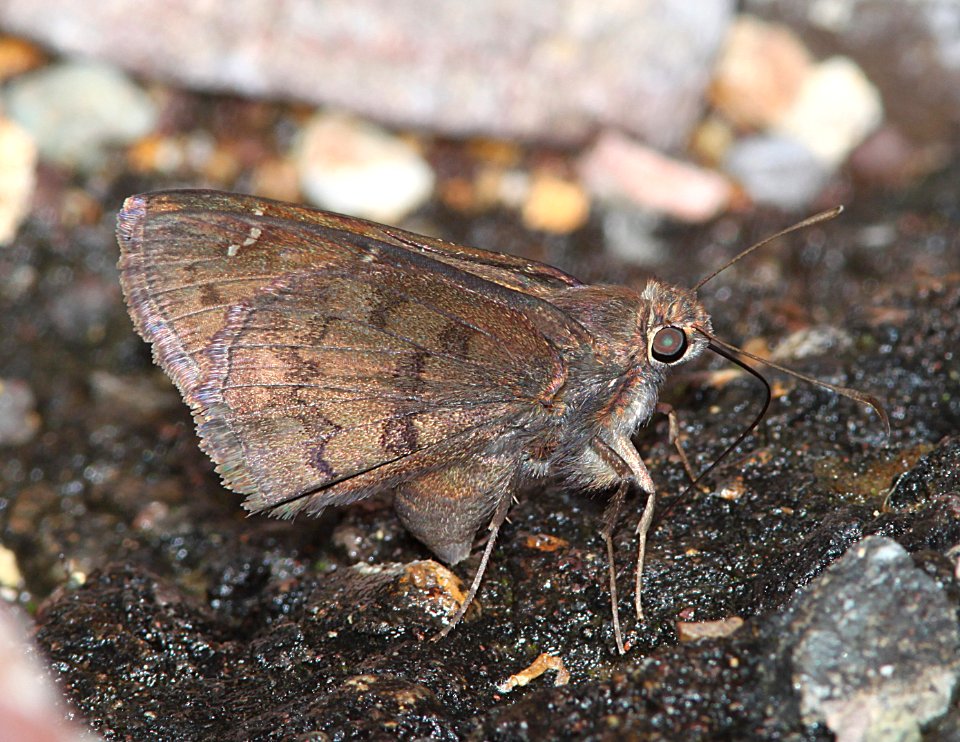 CLOUDYWING, NORTHERN (Thorybes pylades) (7-30-11) harshaw road, scc, az - 11