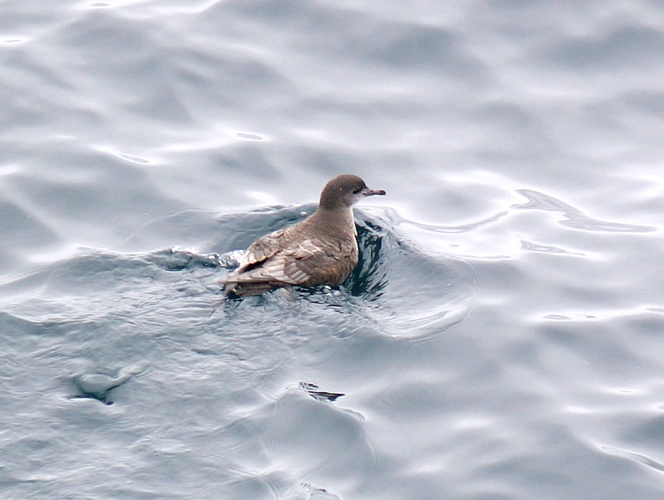 135 - SHORT-TAILED SHEARWATER (9-06) aleutian islands, ak (2)