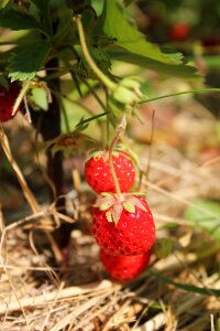 Dacha harvest berry