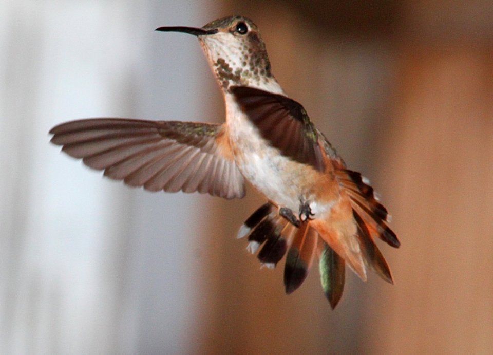 HUMMINGBIRD, ALLEN'S (7-13-11) 78 circulo montana, patagonia lake ranch estates, scc, az -08