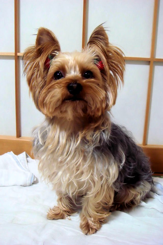 choco wallpaper 1