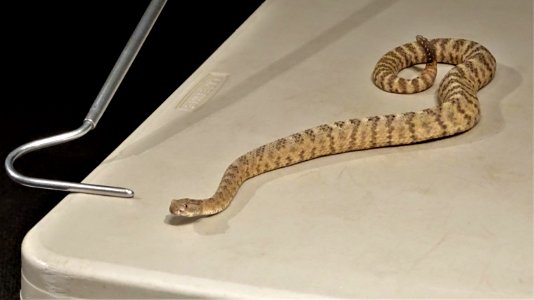 2019.09.30 Sonora Desert Museum