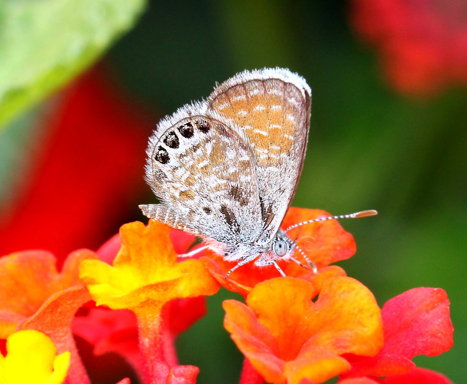 BLUE, WESTERN PYGMY (Brephidium exile) (10-1-11) harshaw rd, scc, az -01