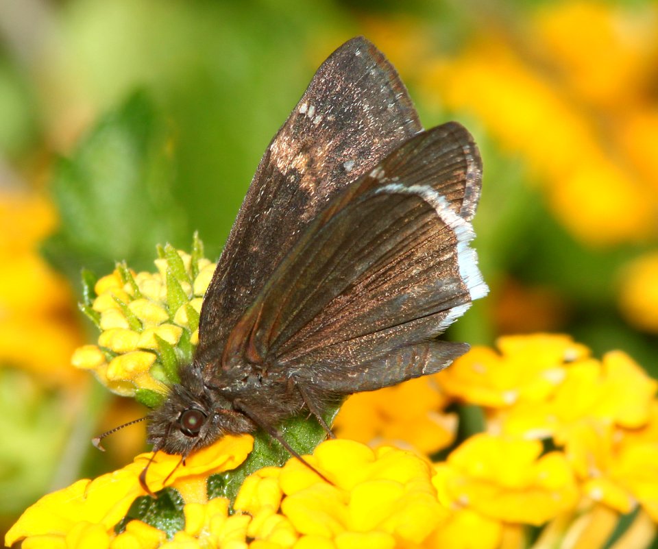 DUSKYWING, MOURNFUL (Erynnis tristis) (7-13-11) 78 circulo montana, patagonia lake ranch estates, scc, az -01