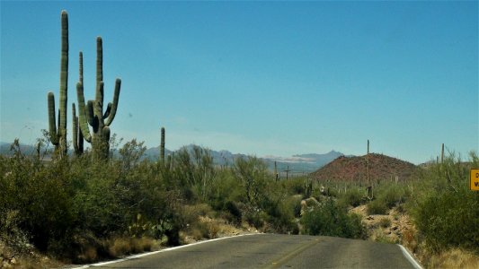 Saguaro National Park