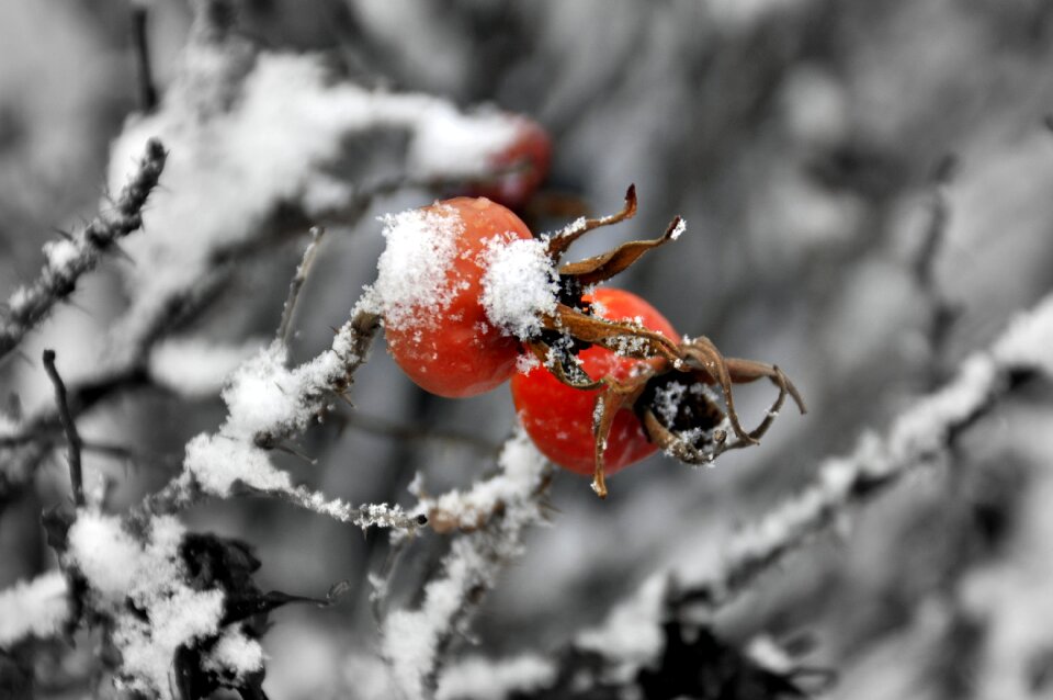 Winter snow frost