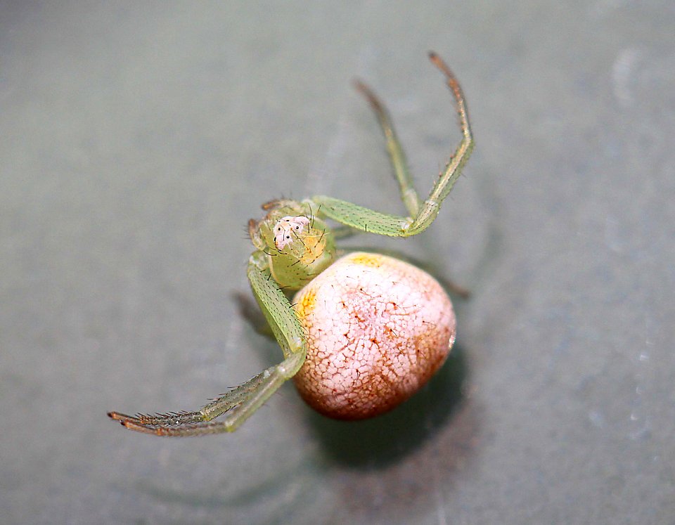 SPIDER, sp (8-19-11) los alamos, nm -01
