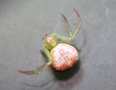 SPIDER, sp (8-19-11) los alamos, nm -01