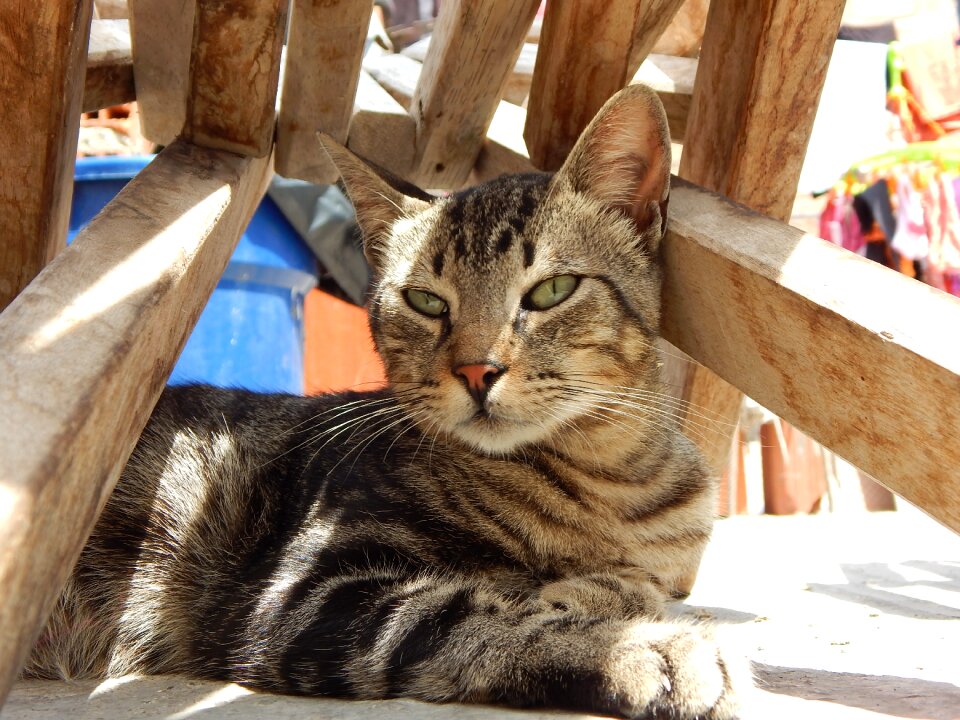 Cat pet rest