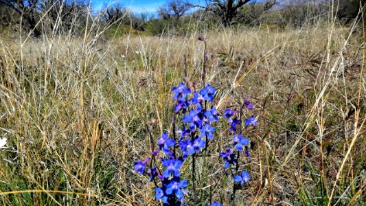 2019.04.07 Catalina State Park