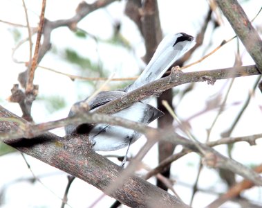 GNATCATCHER, BLACK-CAPPED (11-12-11) patagonia lake, scc, az -07