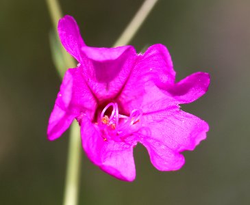 RED FOUR O'CLOCK (Mirabilis coccinea) (8-7-11) patagonia-sonoita creek preserve, scc, az -01