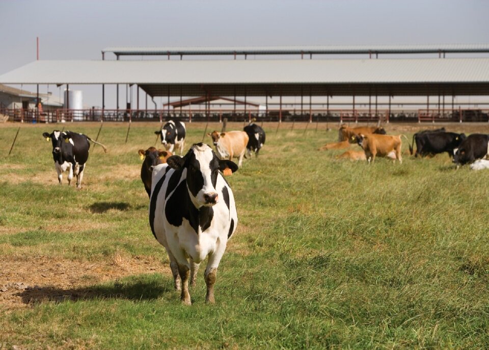 Livestock countryside rural