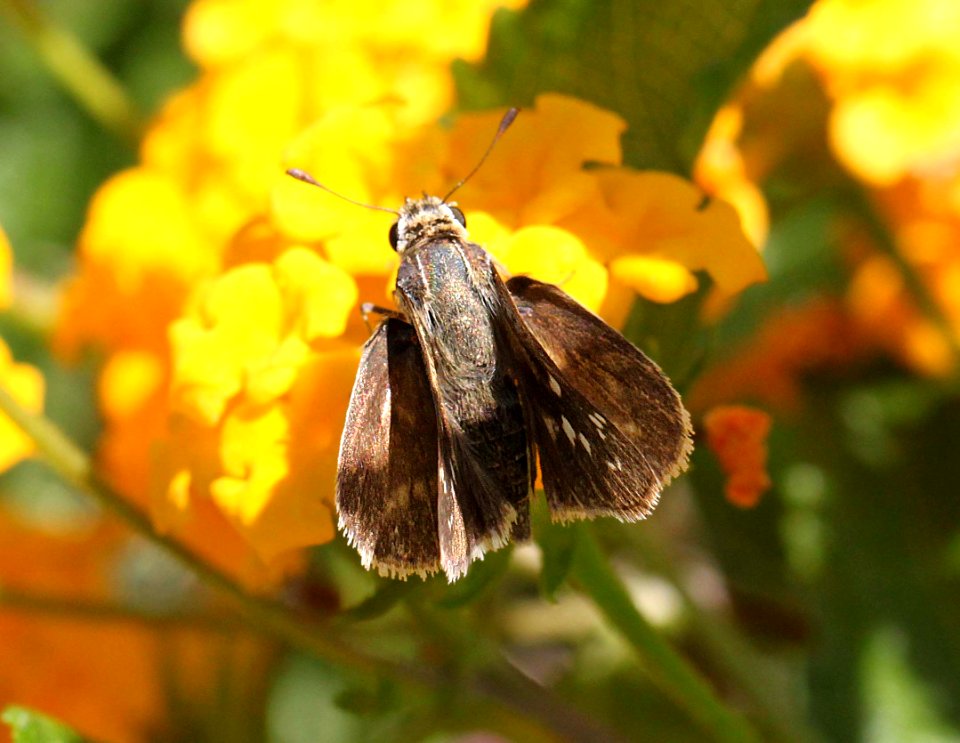 SKIPPER, CARUS (Polites carus) (9-3-11) 78 circulo montana, patagonia lake ranch estates, scc, az -01