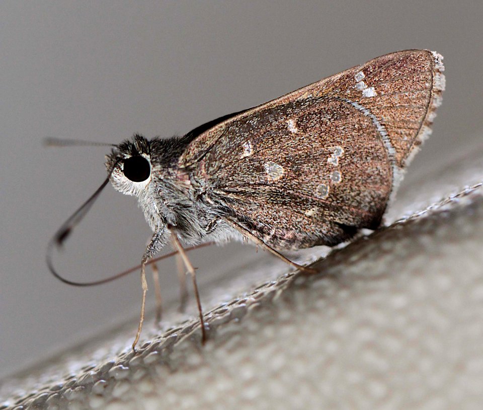 ROADSIDE-SKIPPER, ELISSA (Amblyscirtes elissa) (9-3-11) 78 circulo montana, patagonia lake ranch estates, scc, az -02