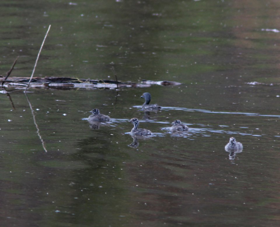 GREBE, LEAST (8-6-11) with young in pena blanca cove, pena blanca, scc, az -03