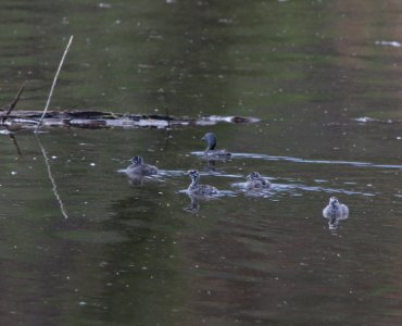 GREBE, LEAST (8-6-11) with young in pena blanca cove, pena blanca, scc, az -03