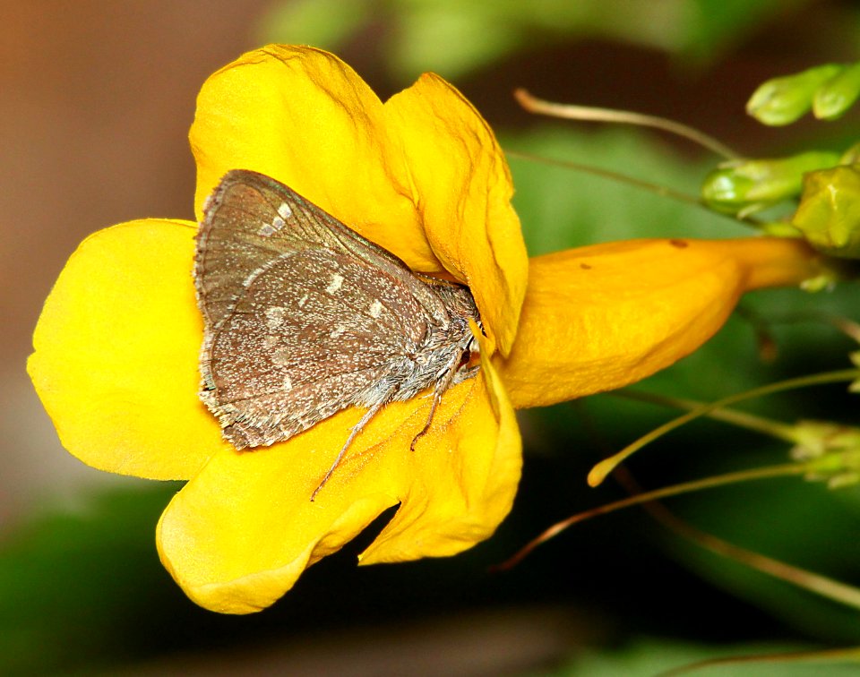 ROADSIDE-SKIPPER, LARGE (Aamblyscirtes exoteria) (9-7-11) 78 circulo montana, patagonia lake ranch estates, scc, az -01
