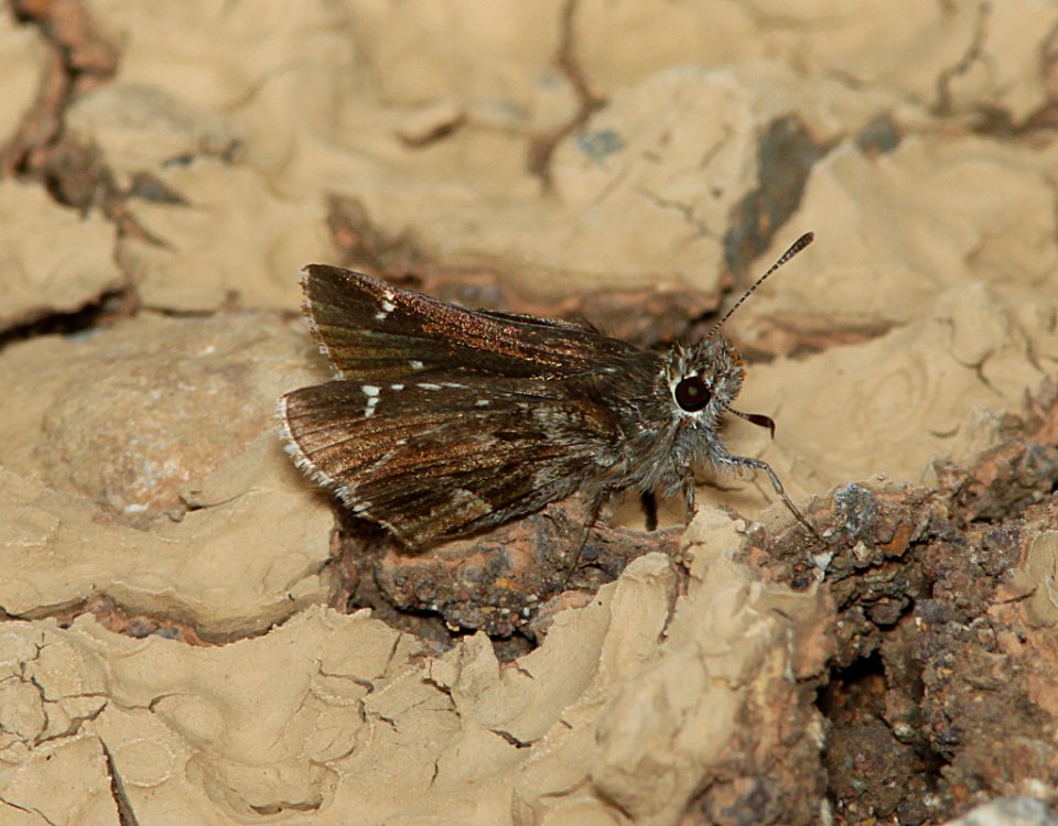 ROADSIDE-SKIPPER, NYSA (Amblyscirtes nysa) (8-11-11) harshaw road, scc, az -01