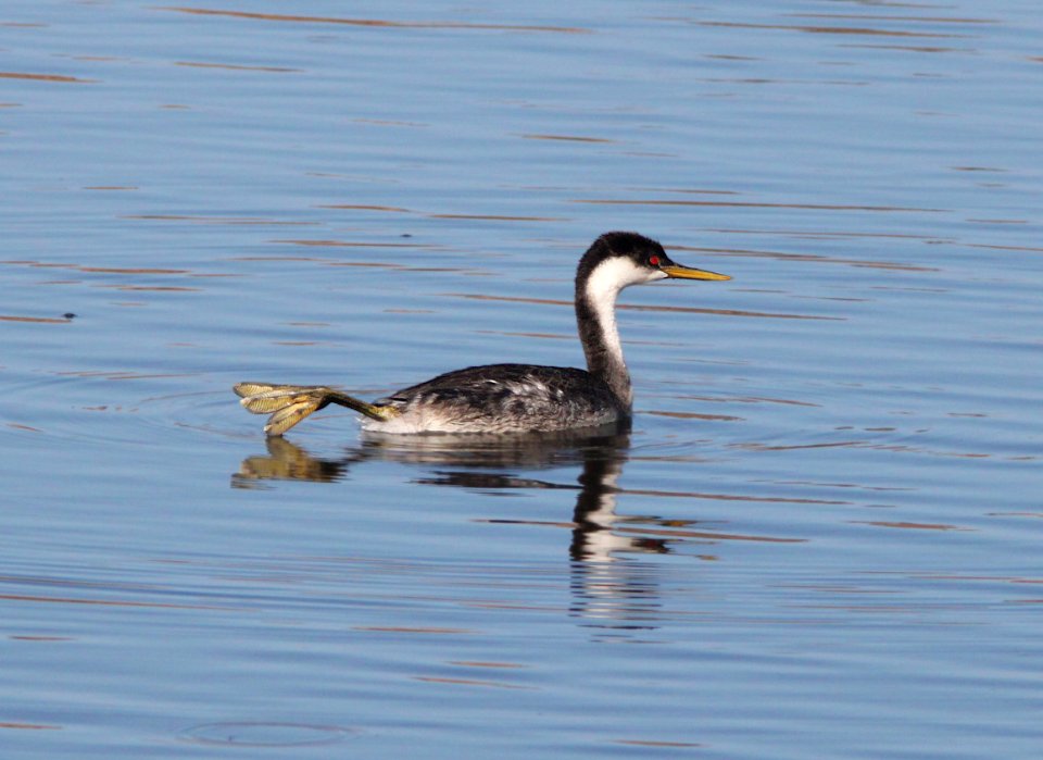 GREBE, WESTERN (10-22-11) pena blanca lake, scc, az -04