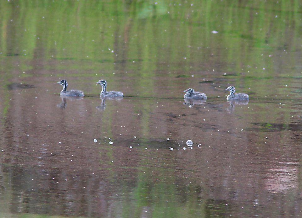 GREBE, LEAST (8-6-11) young in pena blanca cove, pena blanca, scc, az -05