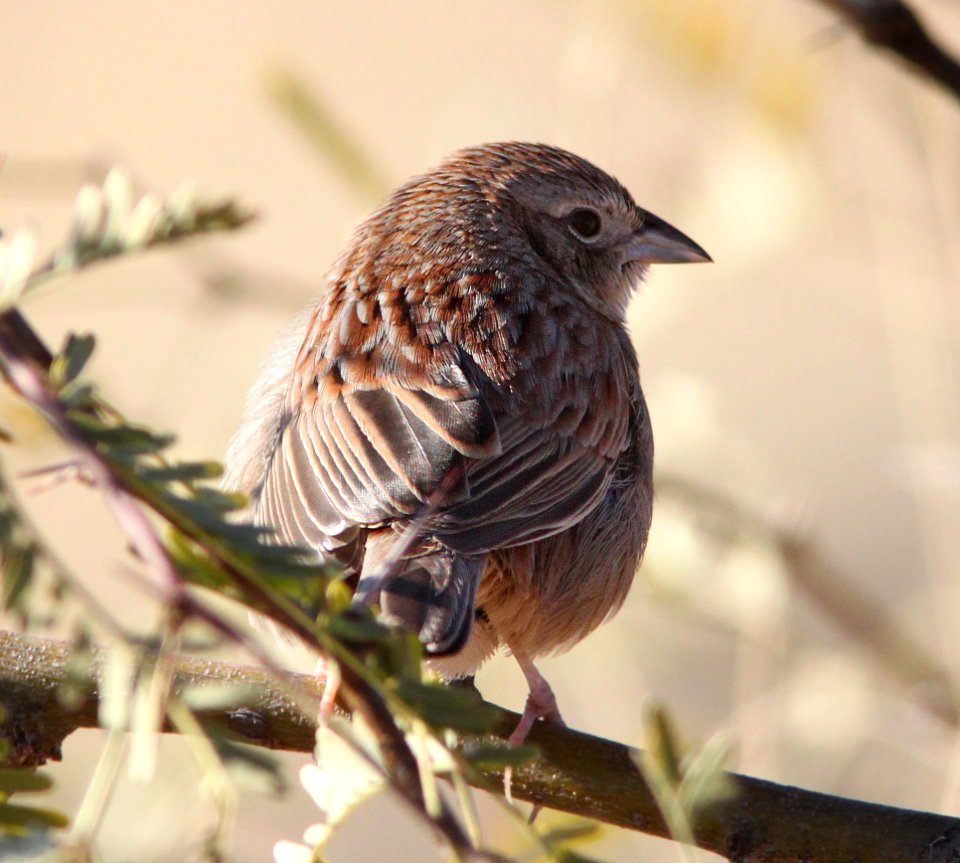 SPARROW, BOTTERI'S (1-8-13) mile 3.63 of circulo montana, scc, az - 01