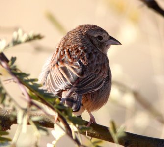 SPARROW, BOTTERI'S (1-8-13) mile 3.63 of circulo montana, scc, az - 01