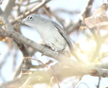 GNATCATCHER, BLACK-CAPPED?? (3-25-12) first wash, patagonia lake, scc, az -04