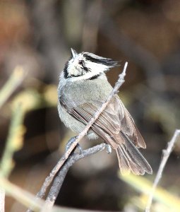 TITMOUSE, BRIDLED (1-30-12) patagonia lake, scc, az -01